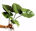 Planta artificial filodendro